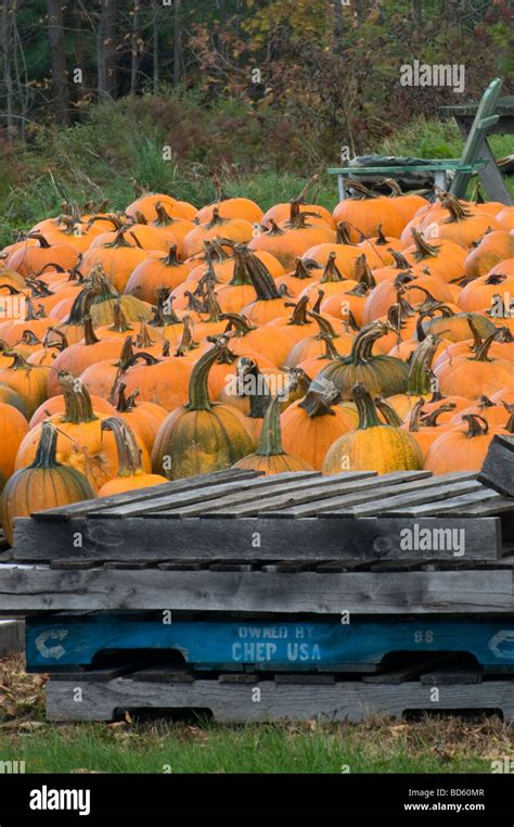 Pallet Of Pumpkins Hi Res Stock Photography And Images Alamy