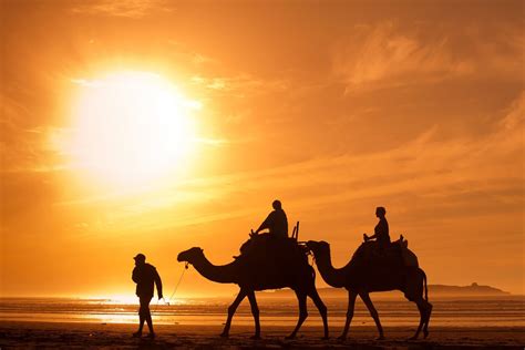 Montar En Camello En Marruecos Marruecos único