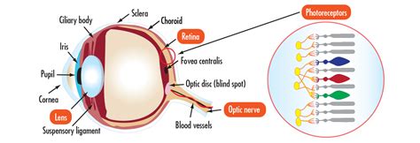 Blind Spot Anatomy Blinds