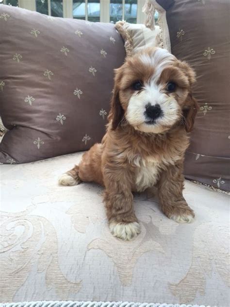 All training occurs in real world environments and all pups are treated as if they're my own, they sleep in the house, hang out with me and train with me. Cavapoos for Sale in the UK - Buy A Cavapoo — Raffles ...