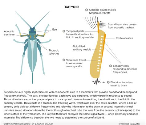 Awesome Ears The Weird World Of Insect Hearing Discover Magazine