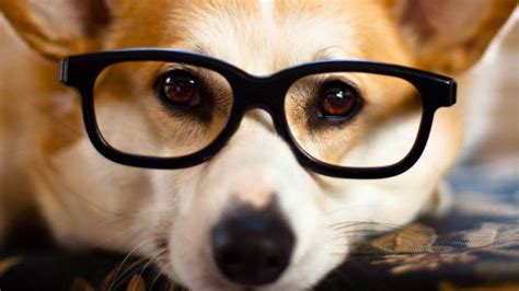 Las 10 Razas De Perros Más Inteligentes Del Mundo Hoy
