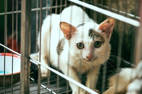 Savage Cat Meat Trade Gang In China That Lures Felines With Live Sparrows Arrested Abs Cbn News