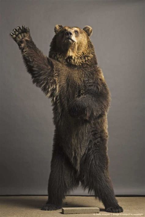 122 Best Images About Bear On Pinterest Canada Da Bears