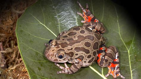 Frog And Toad San Diego Zoo Animals And Plants