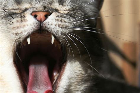 Cat Foaming Mouth Breathing Heavy Cat Meme Stock Pictures And Photos