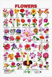 Pin By Pinner On Flower Charts Pretty Flower Names Flower Images