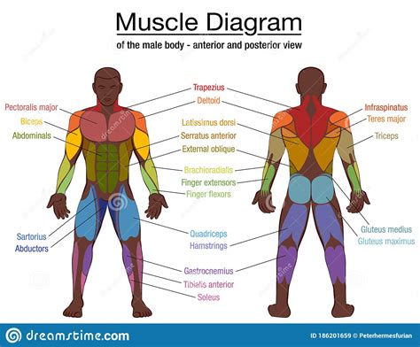 Basic Human Muscles Diagram Muscular System Ms House S Classroom Website