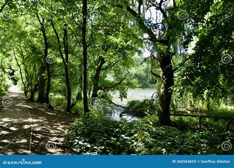 Rows of Trees Shadows and Sunlight Stock Image - Image of staffordshire