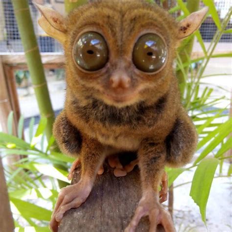 Tarsius Alchetron The Free Social Encyclopedia