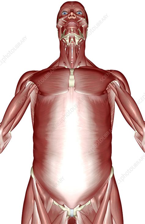 We did not find results for: The muscles of the upper body - Stock Image - F001/8507 ...