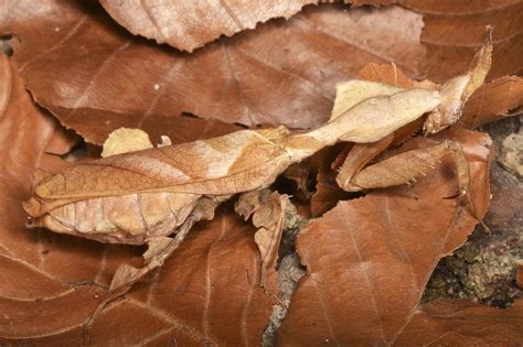 Animals That Can Camouflage Do Animals Play Hide And Seek