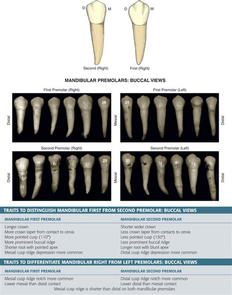 Type Traits That Differentiate Mandibular First From Second Premolars