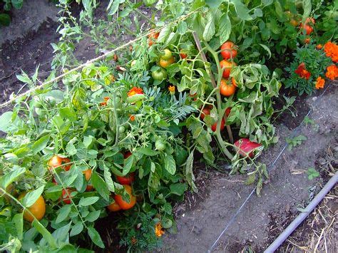 2 flavorful slicers are the perfect size for sandwiches. 'glacier' tomatoes | Plants, Garden, Herbs