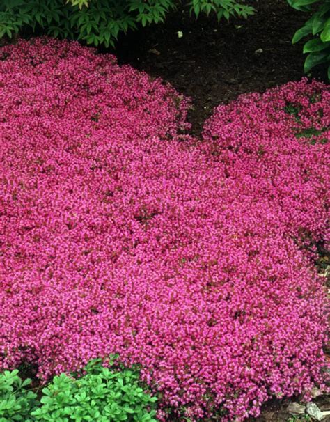 Thymus Coccineum Red Creeping Thyme 35in Wagon Wheel
