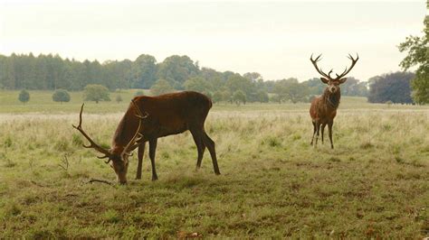 Elks live in northern parts of the world, in eurasia and north america. deer, Animals, Nature, Elk Wallpapers HD / Desktop and ...