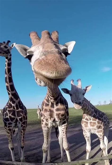 Yellow fur patterned with dark spots, often in the form of a network; Girafa lambendo a câmera dos visitantes, será que tem ...