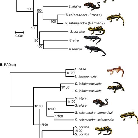 Pdf Inferring The Shallow Phylogeny Of True Salamanders Salamandra