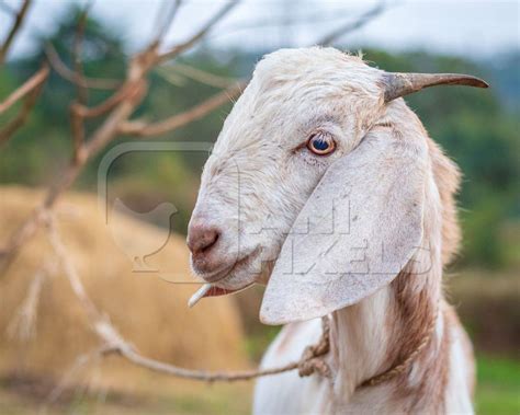 Cute Indian Goat On A Farm With Green Background In Maharashtra In