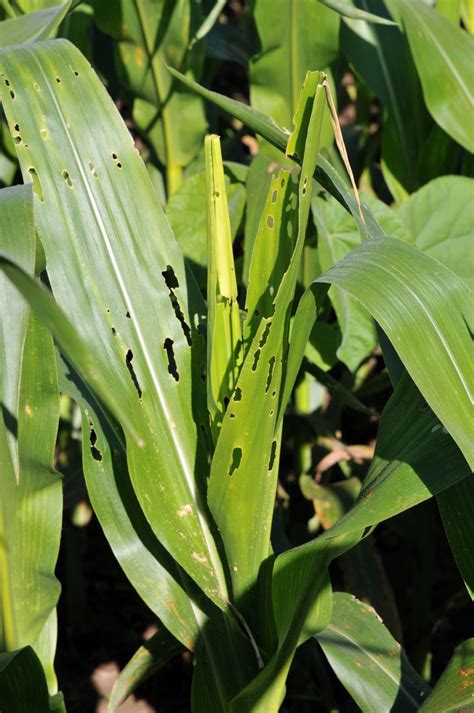 Fall Armyworms Purdue University Vegetable Crops Hotline