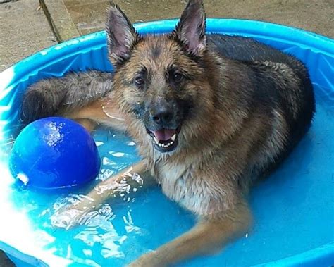 German Shepherds Live To Play In And Lay In Their Pools German
