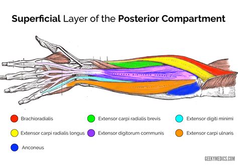 The accompanying muscle diagram reveals the muscles' positions beneath the surface. Forearm Anatomy Muscles - Anatomy Drawing Diagram