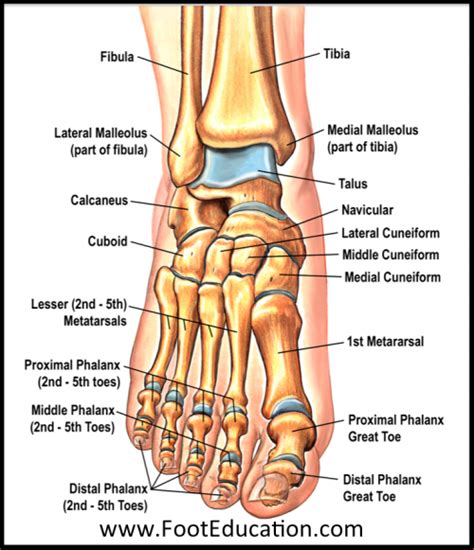 Bones And Joints Of The Foot And Ankle Overview Footeducation