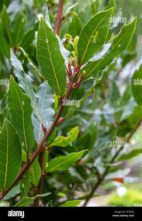 Laurel Leaves Hi Res Stock Photography And Images Alamy