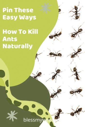 Ants are naturally attracted to food, so of course, there are dozens of different baits you can if you kill the ants in your house and eradicate every route they have to get in your house again, you've accomplished the task with flying colors. Kill Ants Naturally: One Ingredient, How To, In garden ...