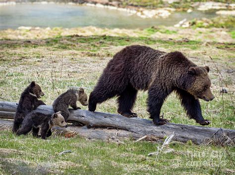 Grizzly Bear 815 And Her 3 Cubs Photograph By Matt Suess