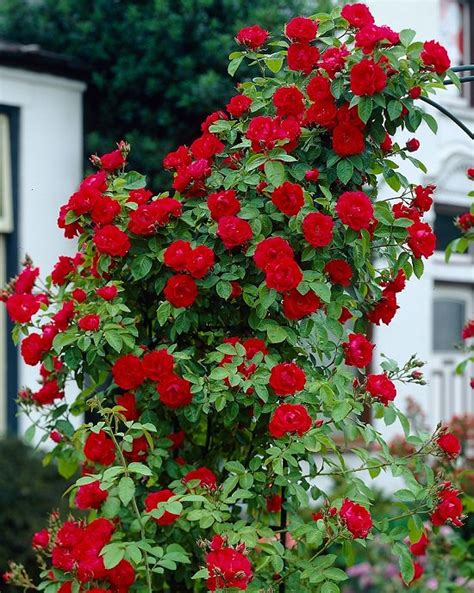 17 Best Red Plants In Florida With Pictures Balcony