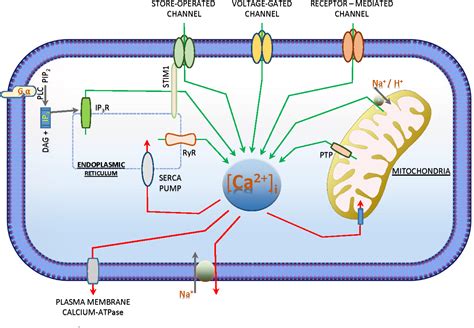 Figure 2 From The Role Of Intracellular Calcium For The Development And
