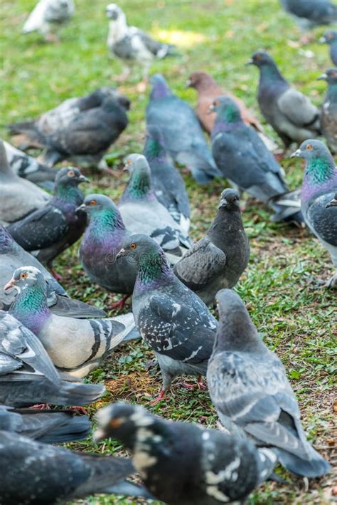 Beautiful Pigeon Bird Walking On Grass In The Square Curious Pigeons