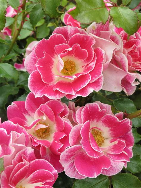 Maybe you would like to learn more about one of these? New Zealand Rose of the Year 2014 - The New Zealand Rose ...