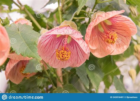 Indian Mallow Abutilon Pictum Red Veined Flowers Stock Image Image