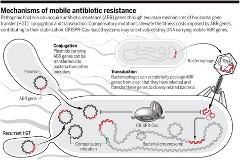 The Evolution Of Antibiotic Resistance Science