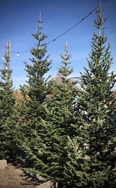 6.5' royal alpine artificial ch. Christmas Trees - Glover Nursery