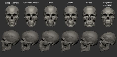 Artstation Skull Variations Of Female And Ethnic Groups