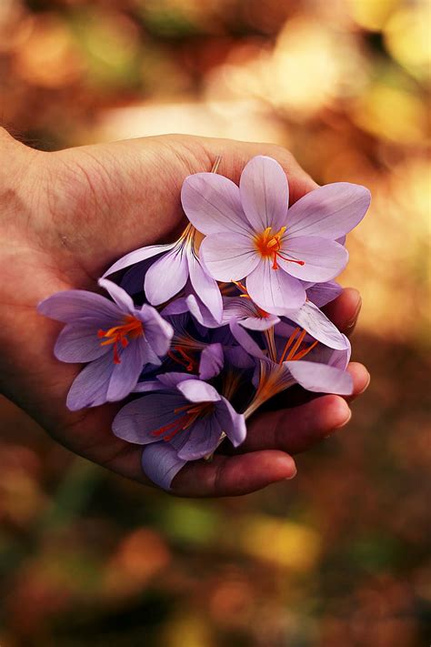 Purple Petaled Flowers Person Hand Flower Flowering Plant