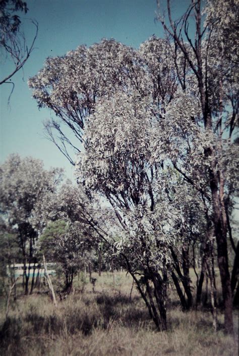 Acacia Harpophylla Brigalow Brigalow Acacia Harpophylla Flickr