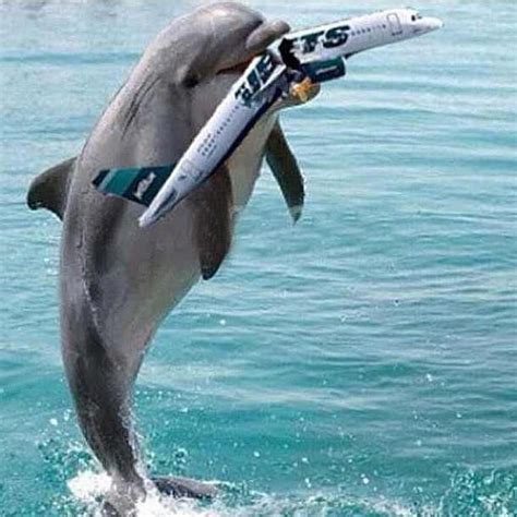 Dolphins Vs Jets Miami Dolphins Memes Nfl Miami Dolphins Dolphins