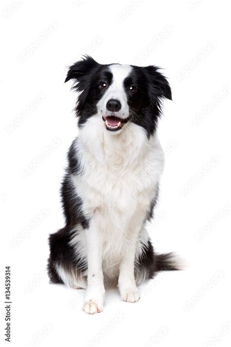 Black And White Border Collie Dog Foto De Stock Adobe Stock
