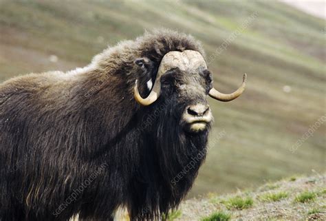 Musk Ox Stock Image Z9580032 Science Photo Library