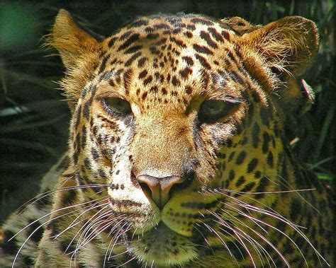 Leopard Graphy Leopards Cats Animals Africa Hd Wallpaper Peakpx