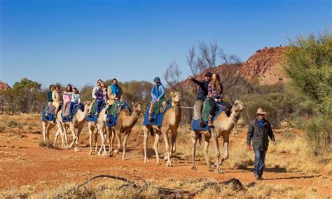 Camel Rides In Alice Springs Book Online With Experience Oz
