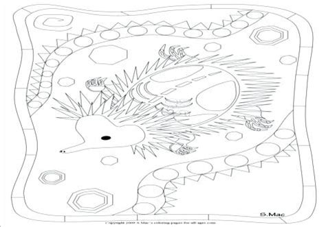 x ray fish coloring page at getcoloringscom free