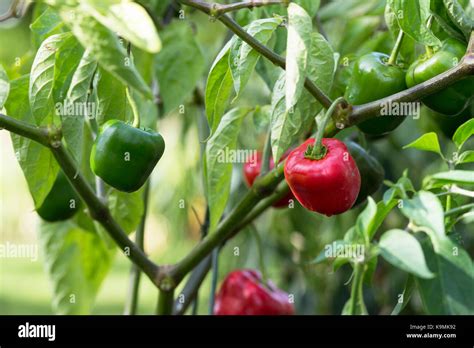 Capsicum Pubescens High Resolution Stock Photography And Images Alamy