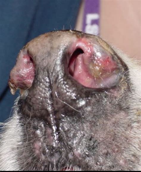 Help My Dogs Nose Is Peeling Dog Discoveries