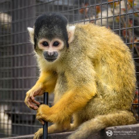 Günstige preise einfache, schnelle & sichere buchung jetzt neu: Wilhelma - Erster Besuch im zoologisch botanischen Garten ...