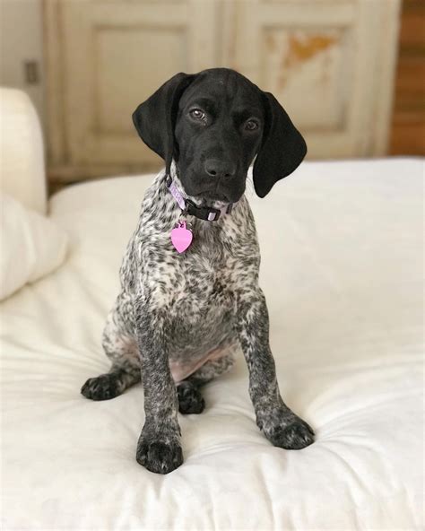 Adopt german shorthaired pointer dogs in michigan. Receive wonderful suggestions on "pointers". They are ...